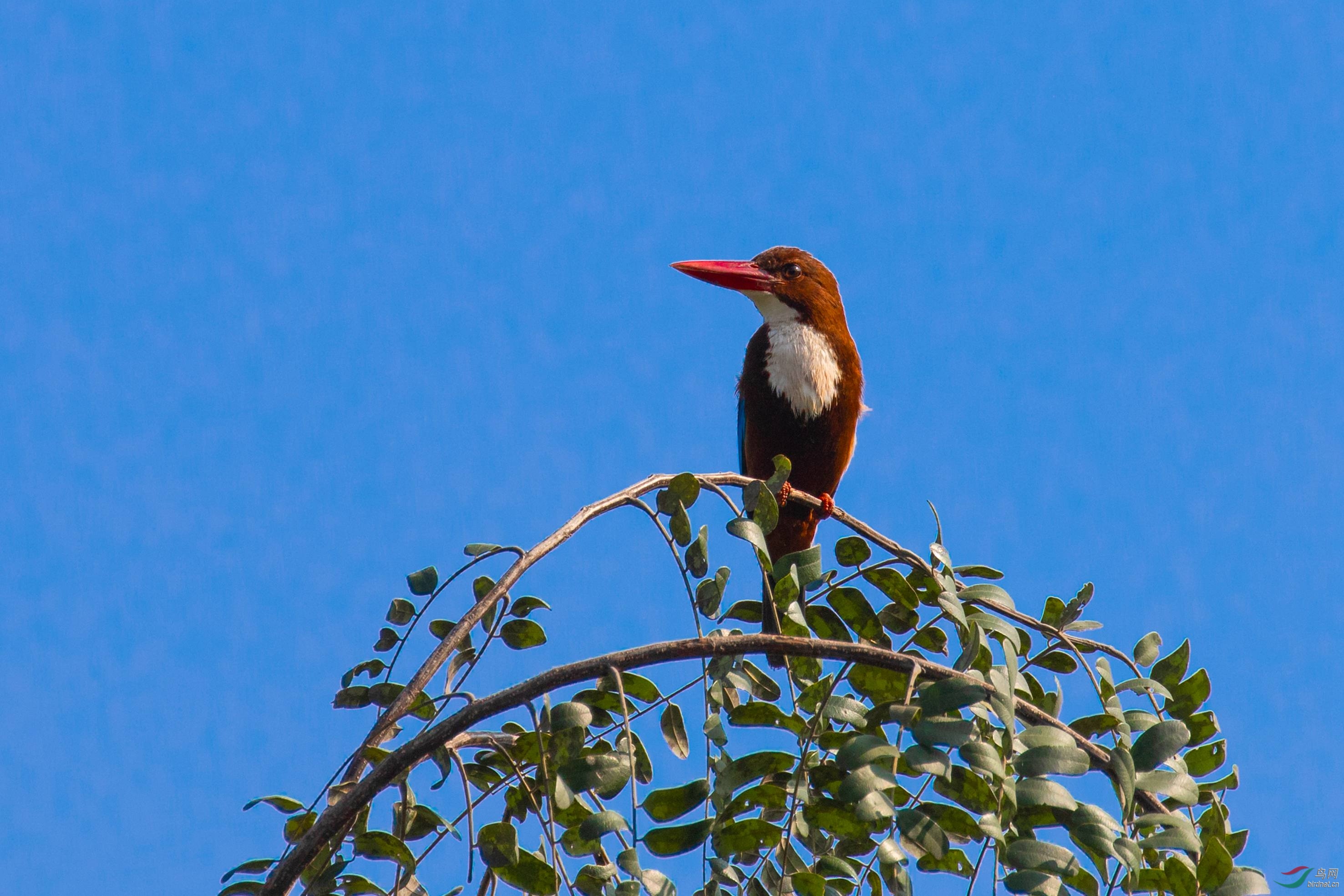 白胸翡翠问候各位老师——新周快乐! - 鸟网文化 鸟网