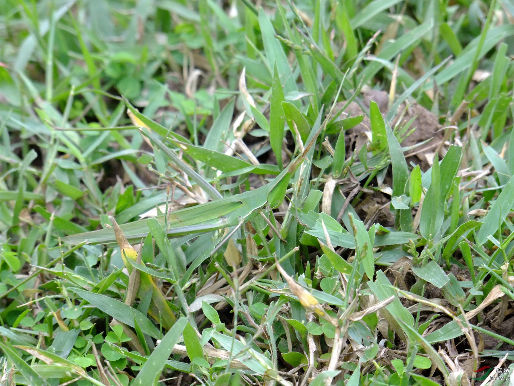 动物的保护色照片里有一只动物您看见了吗