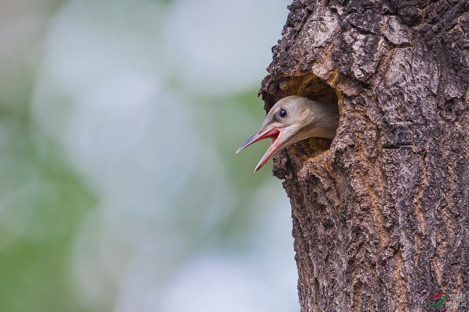灰头绿啄木鸟幼鸟
