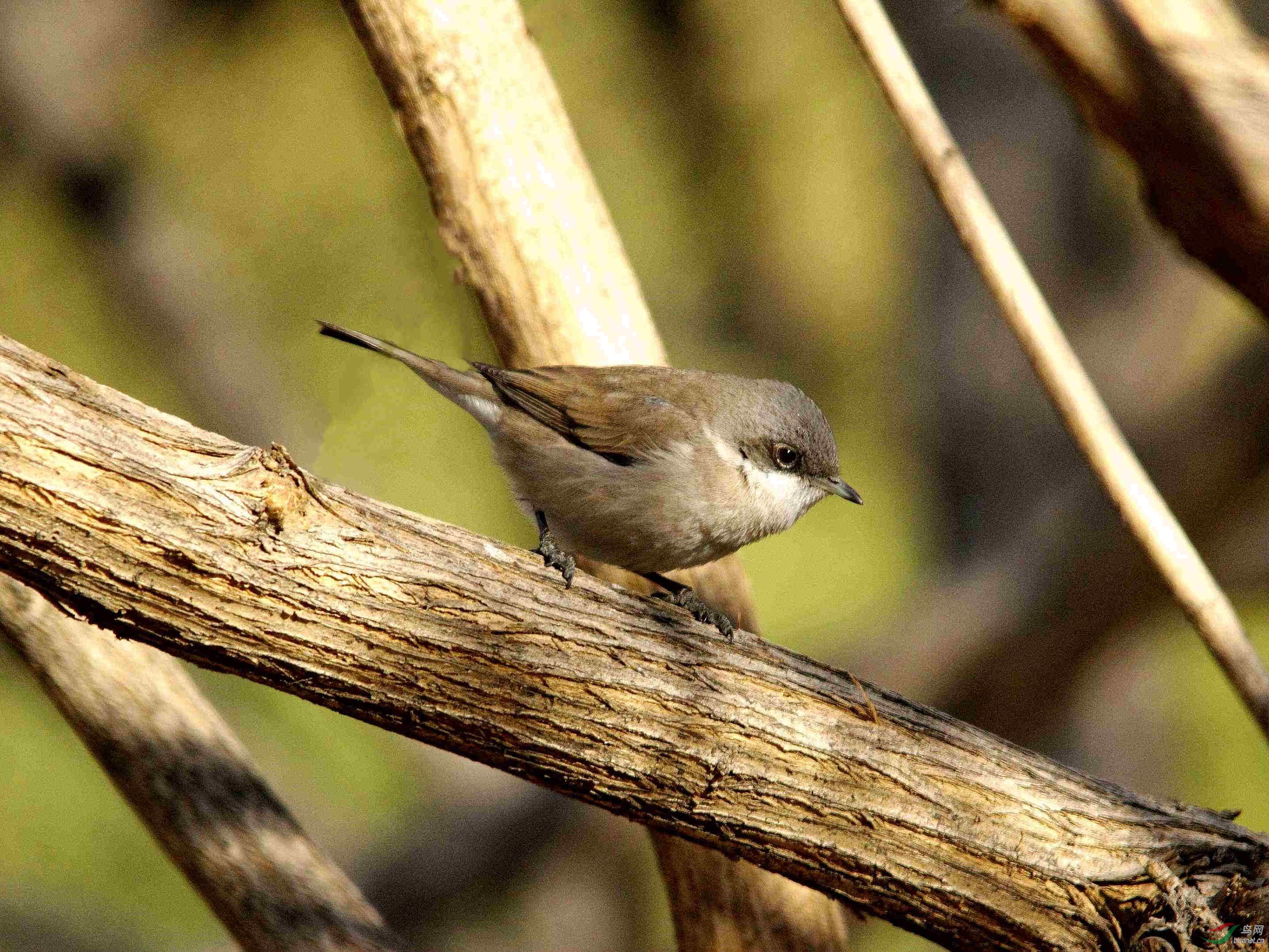 树杆上的小精灵