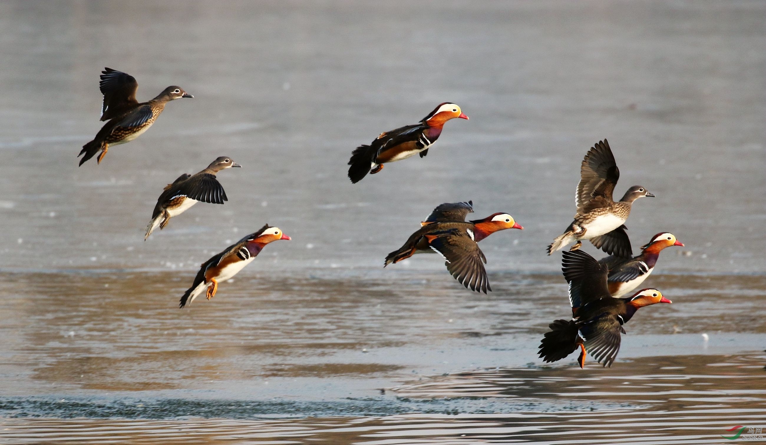 飞翔的鸳鸯群 - 河南版 henan 鸟网