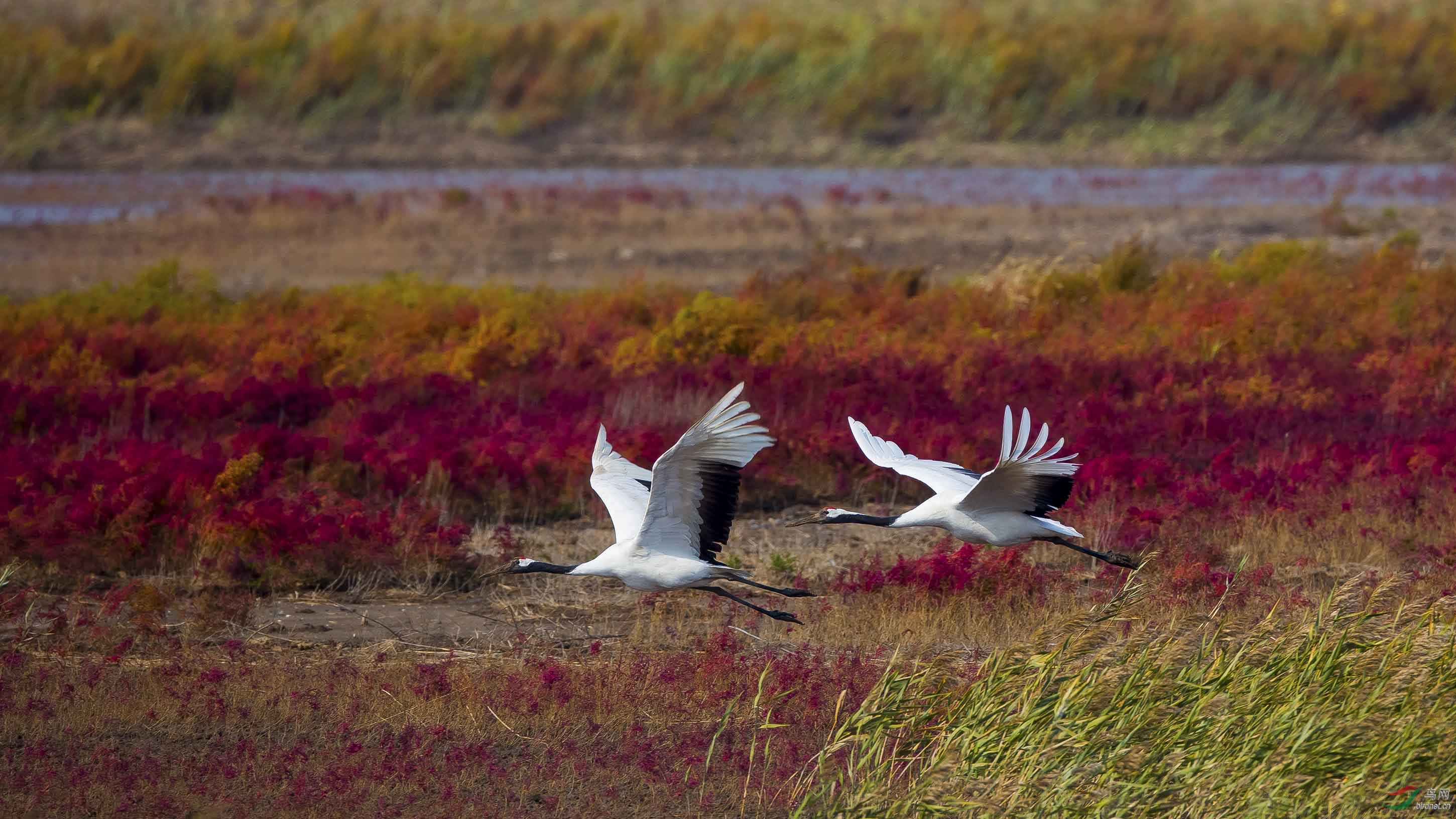 红海滩上的情侣——丹顶鹤