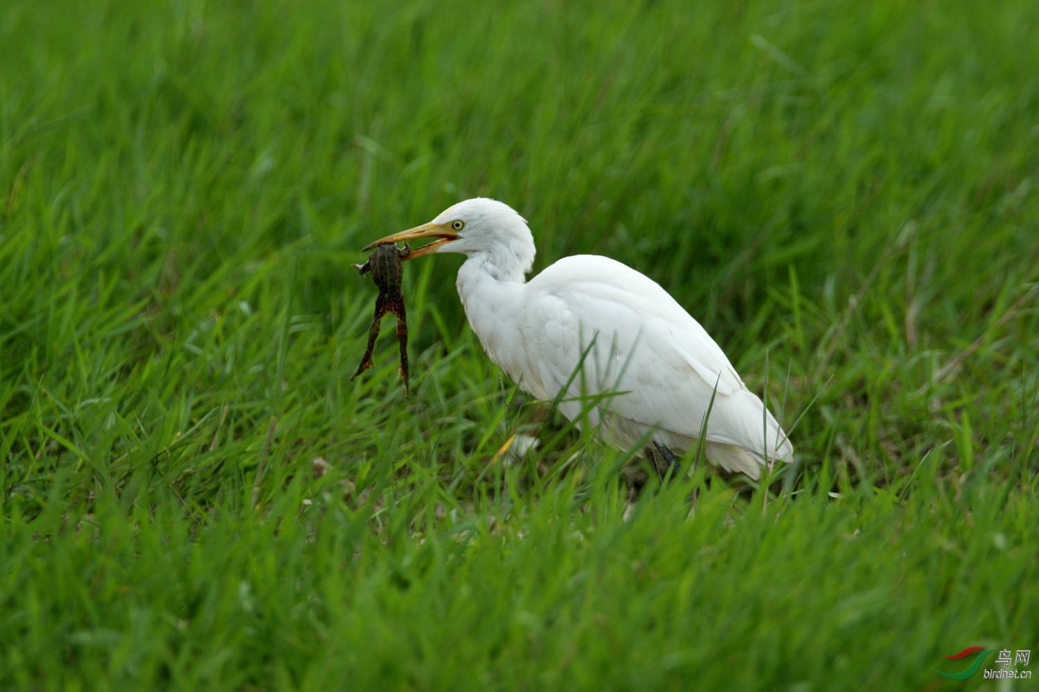 白鹭吃青蛙