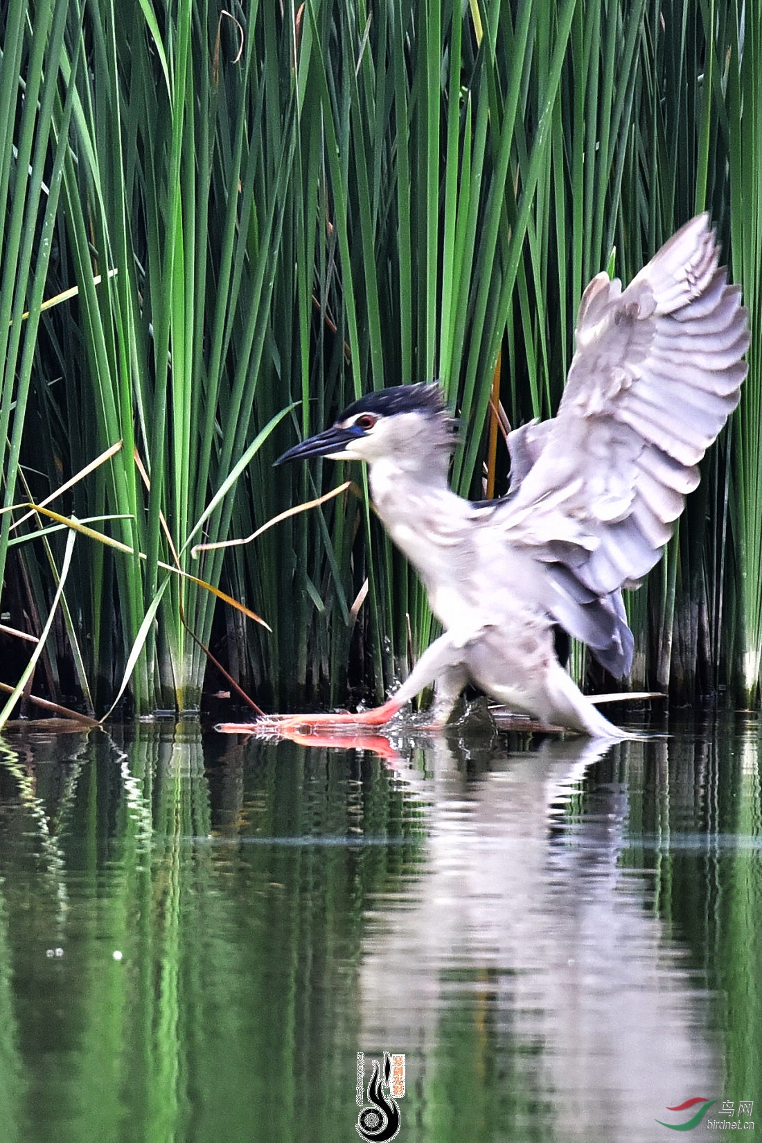 DSC_2487.JPG