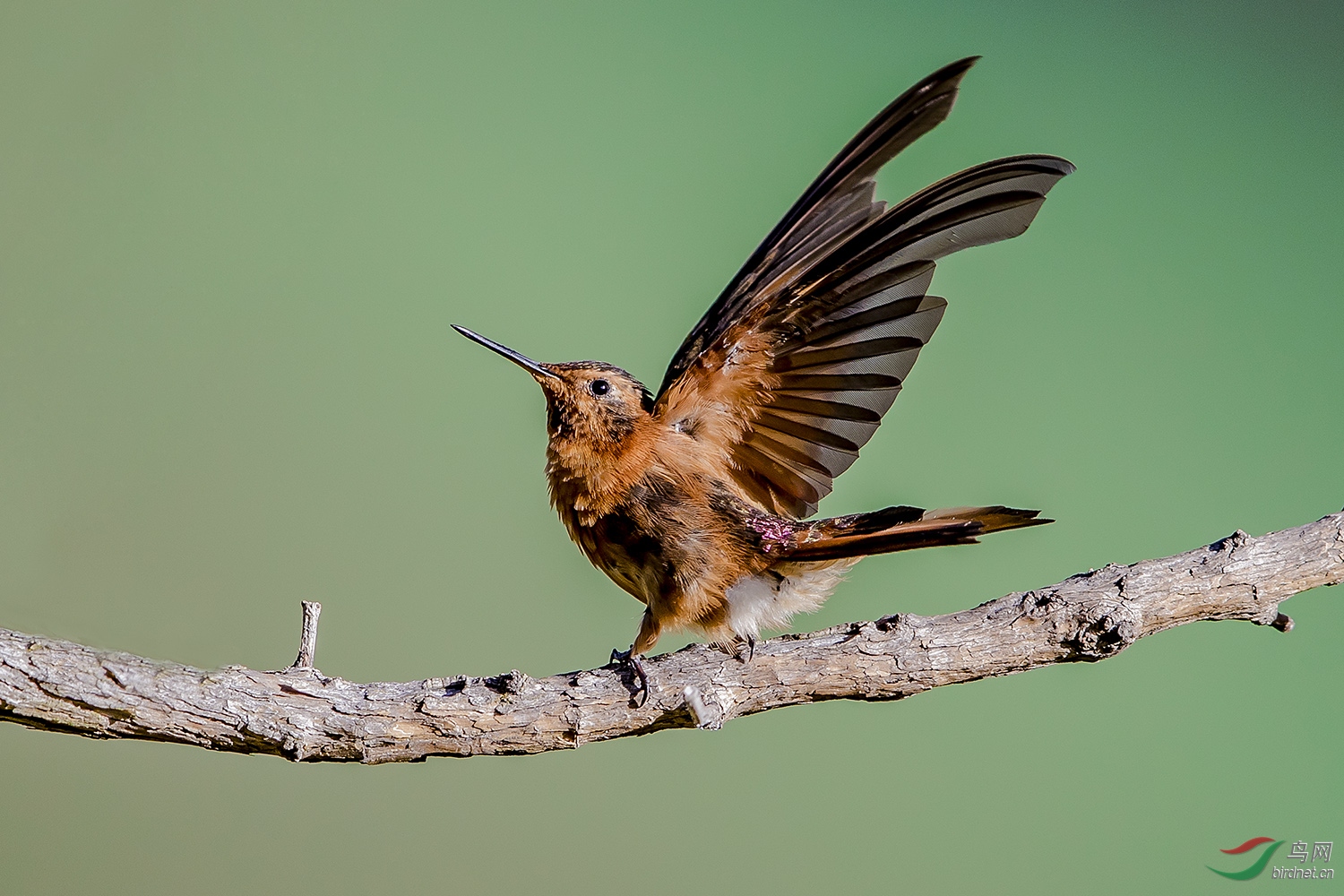 南美《闪羽蜂鸟》～～～贺图获《首页鸟类精华》