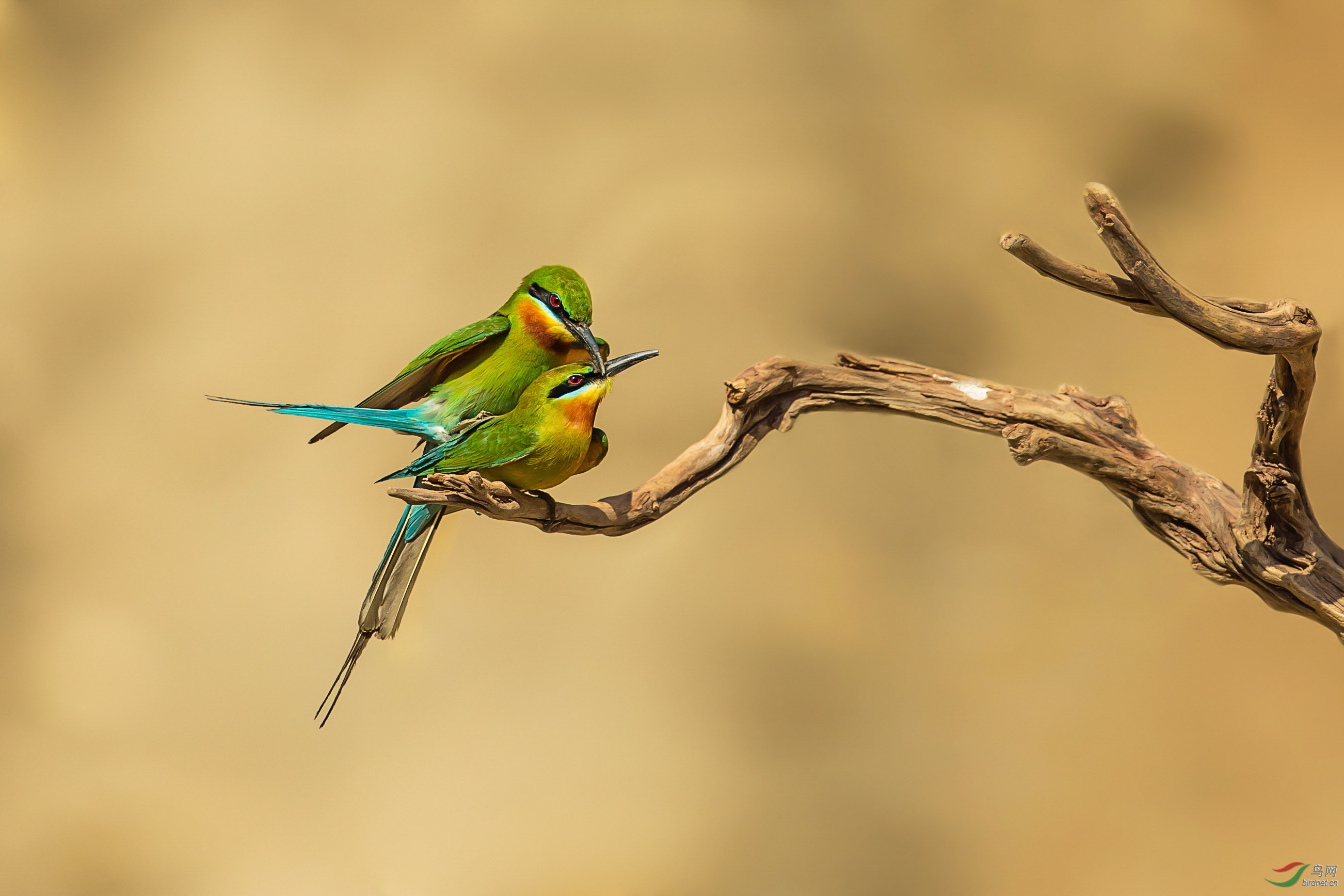枯木逢春