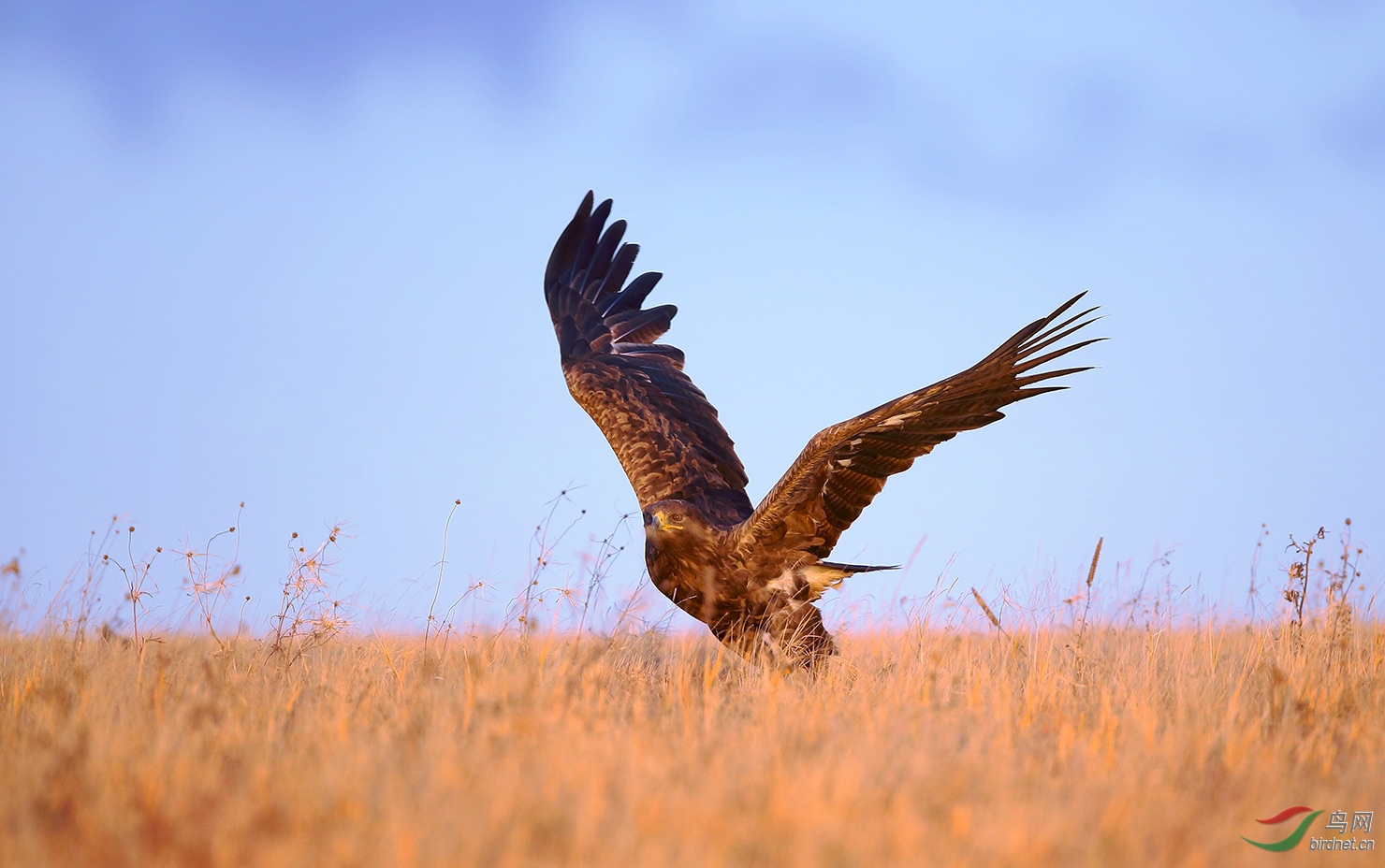 天蓝草黄雕飞扬