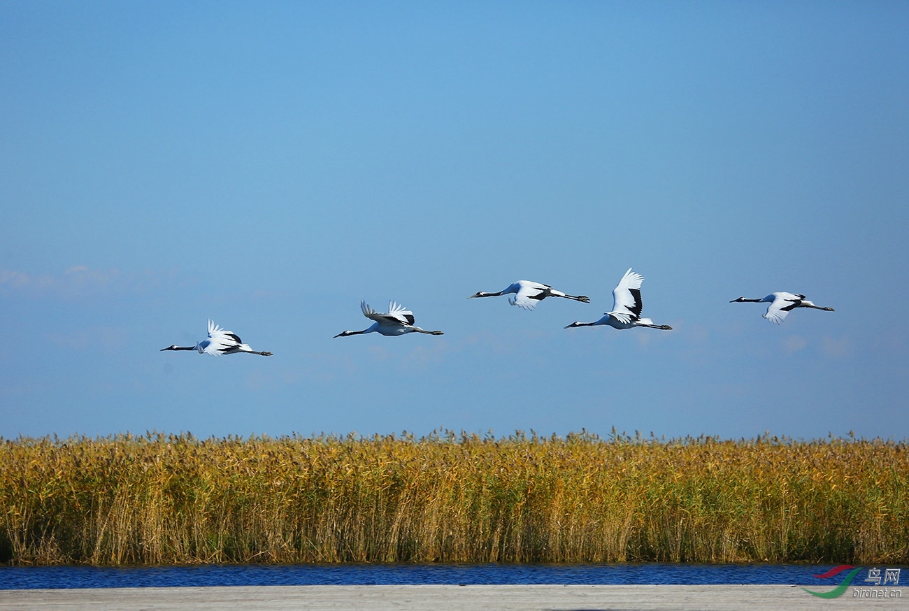 芦苇荡上丹顶鹤