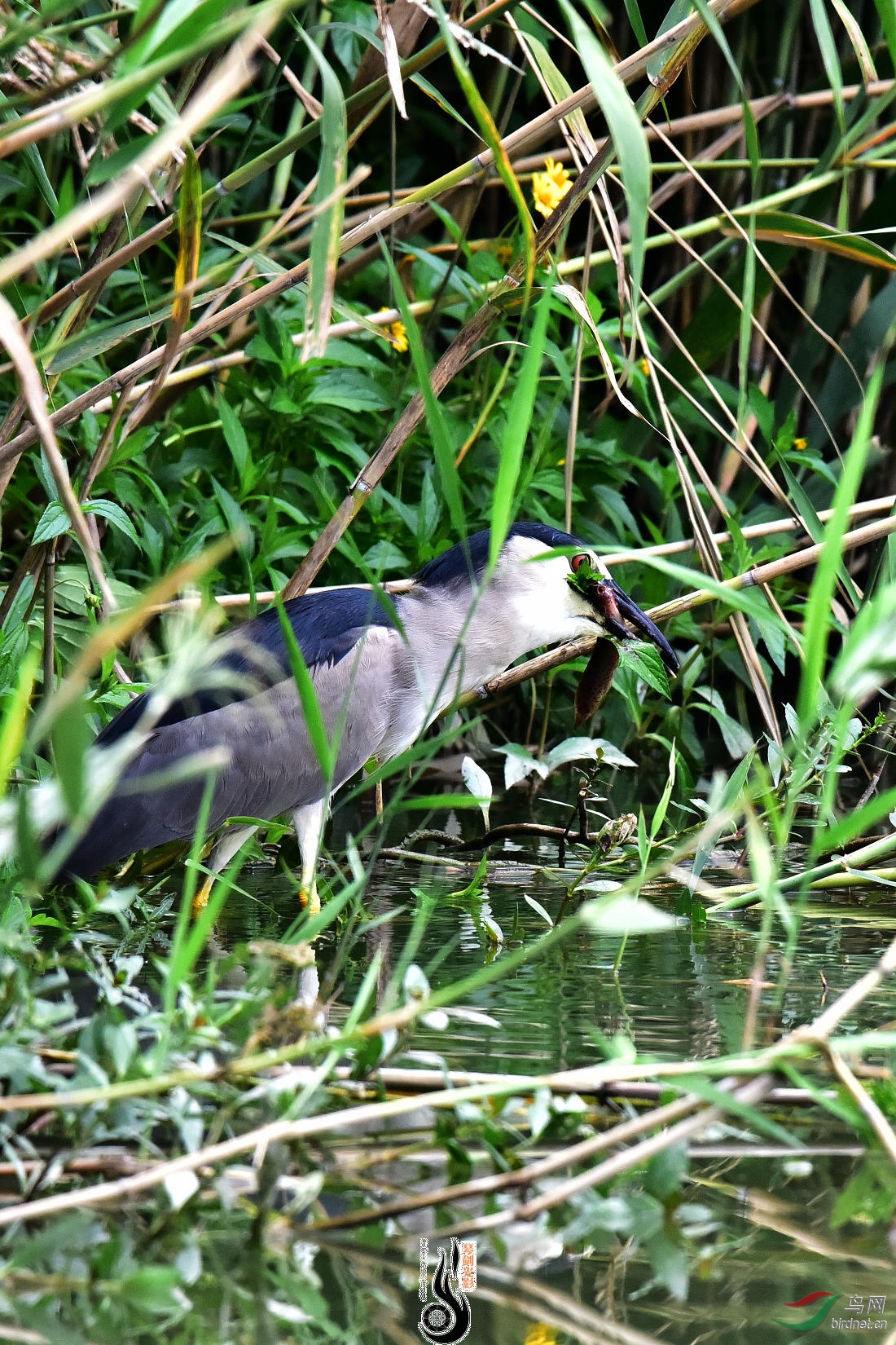 DSC_2599.JPG