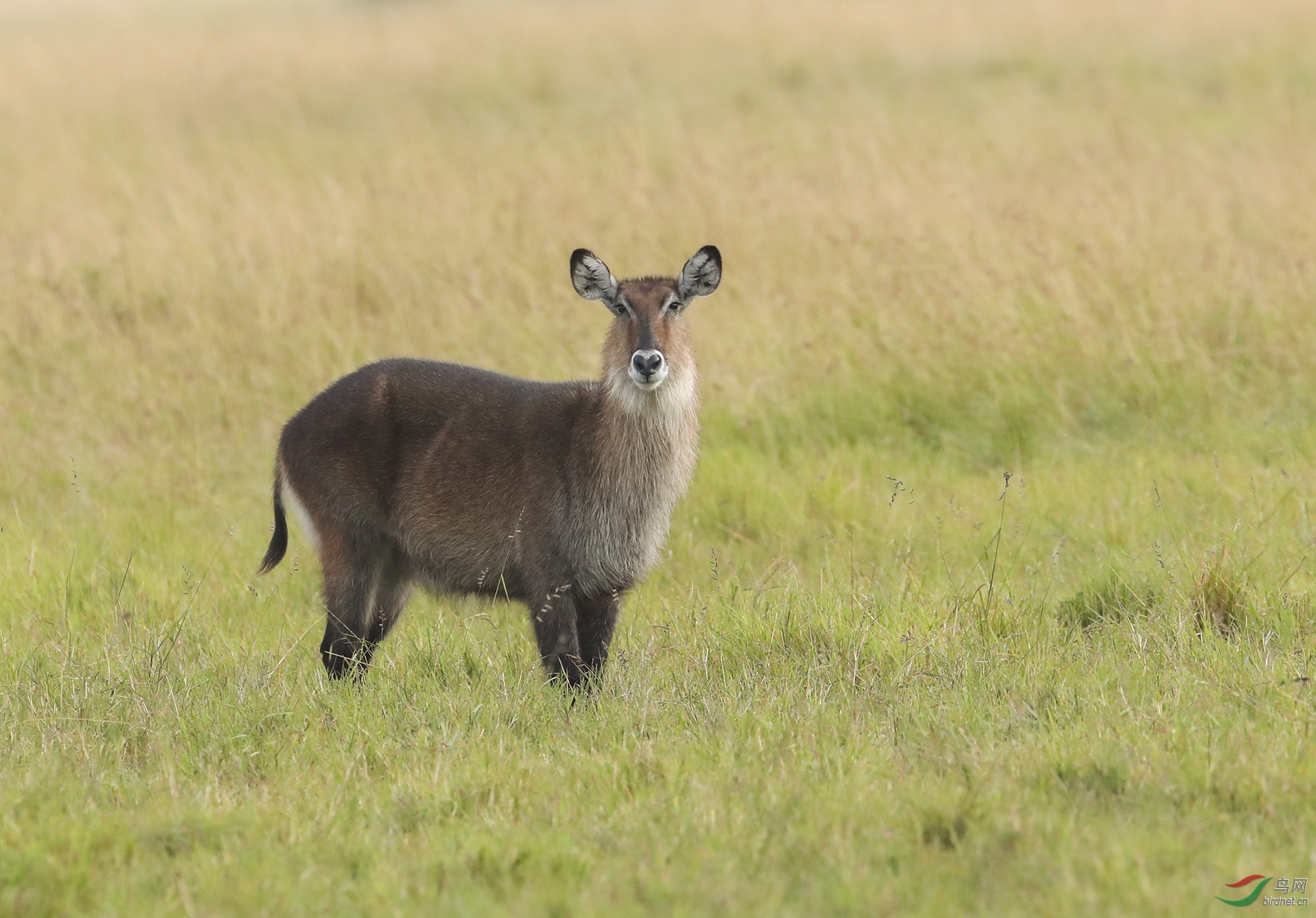 短角羚羊 (4).jpg