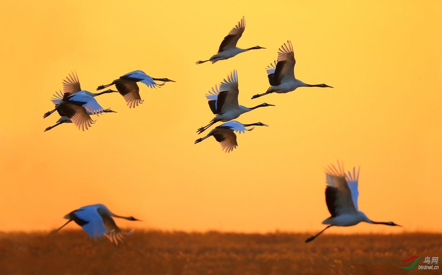 一个真实的故事仙鹤归来鹤魂犹在贺获鸟类精华