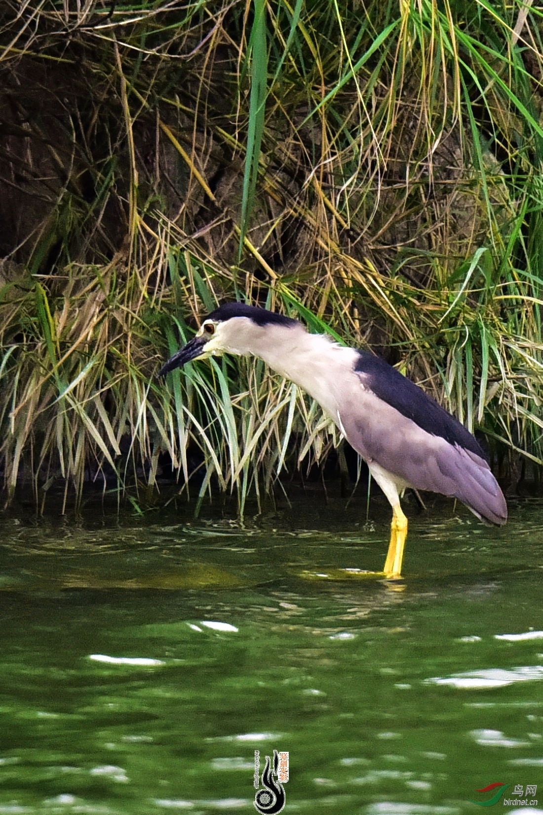 湖墘芭蕾 (红洼子与蓝洼子) - 第22页 - 福建版 fujian 鸟网