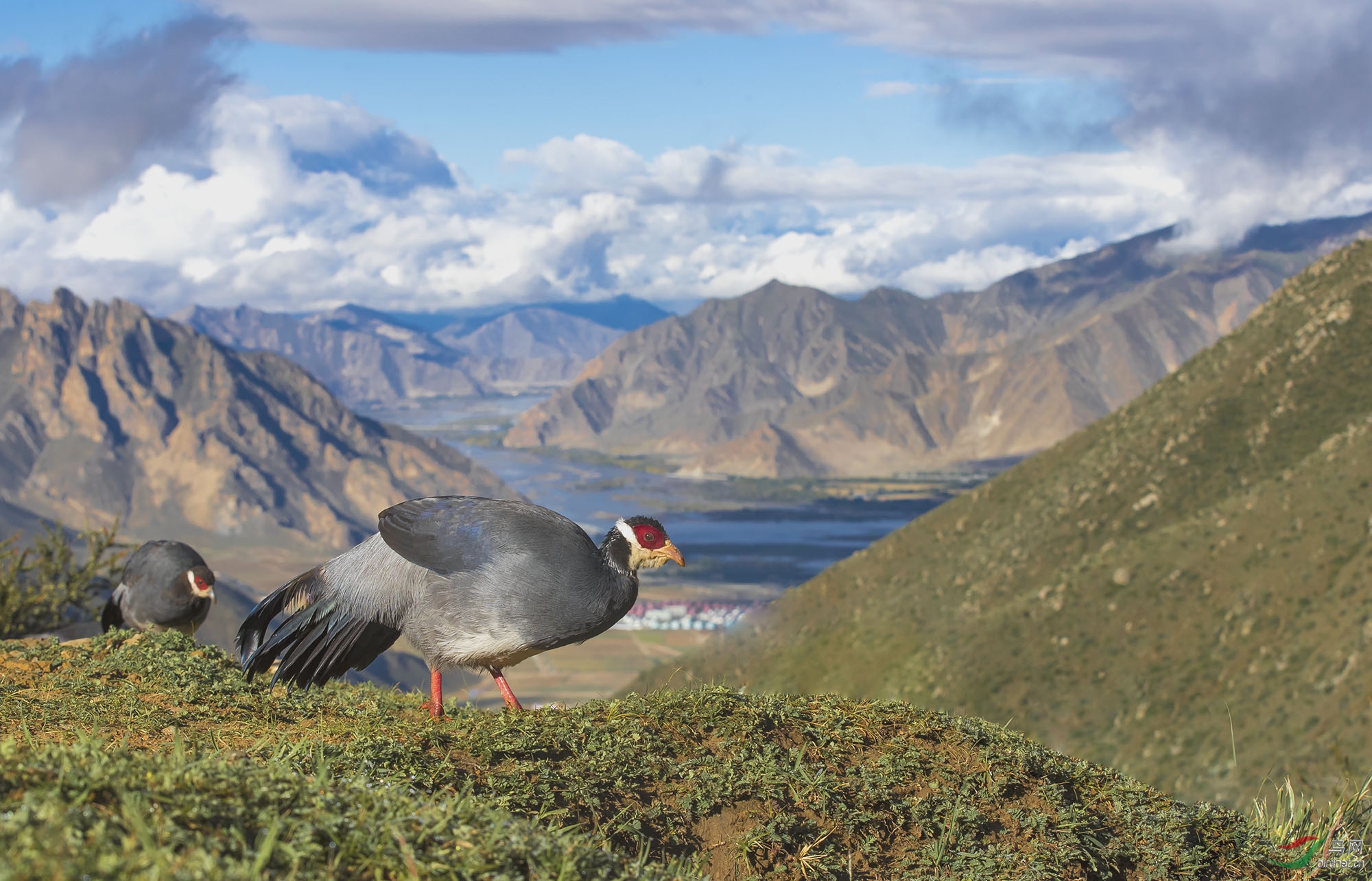 西藏好风光藏马鸡荣获首页鸟类精华