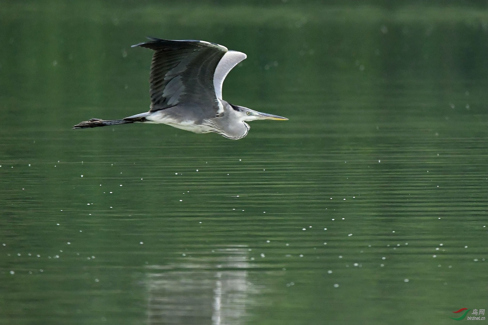 苍鹭- 甘肃版 gansu 鸟网