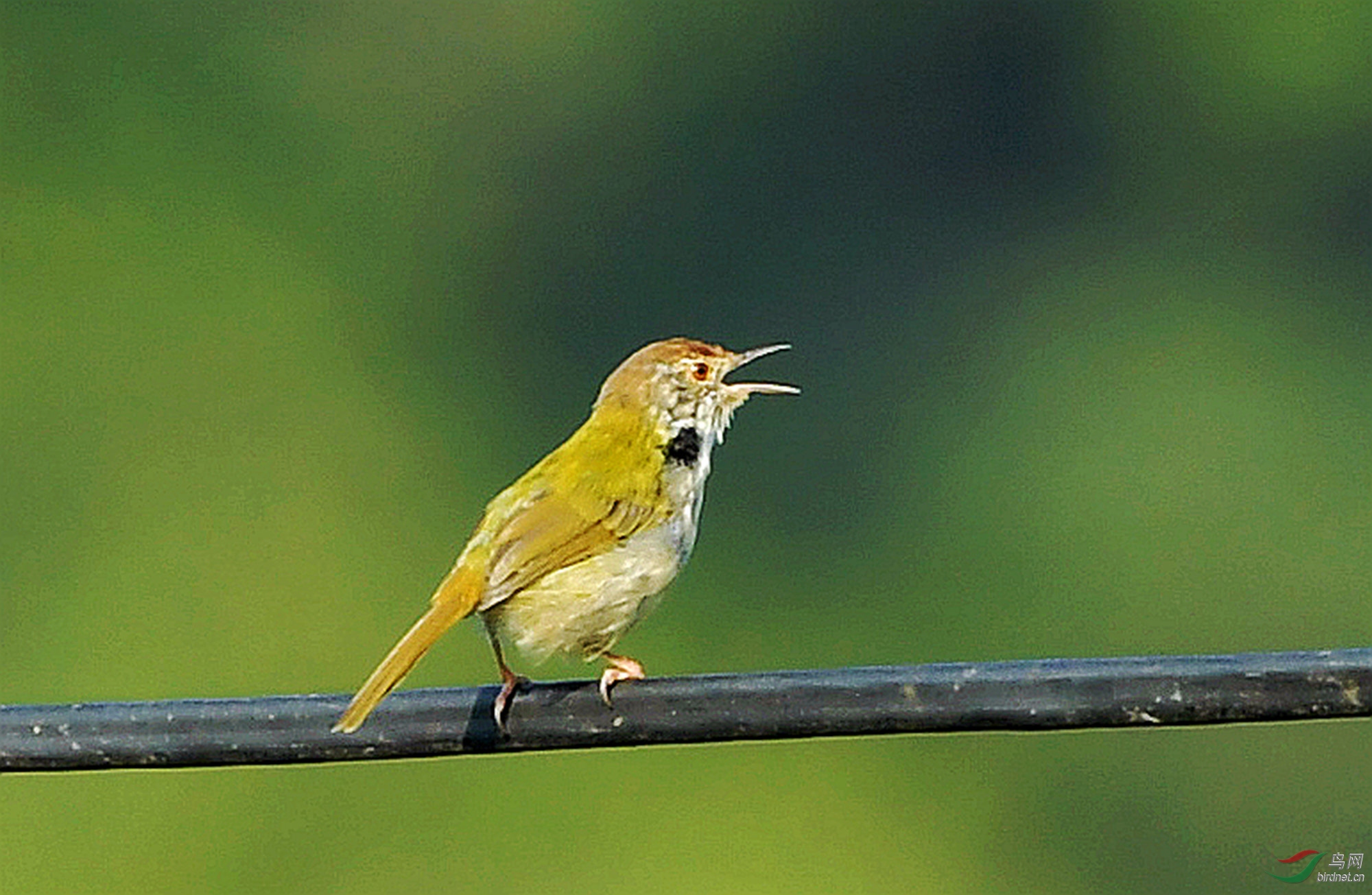 广东拍鸟之8-长尾缝叶莺