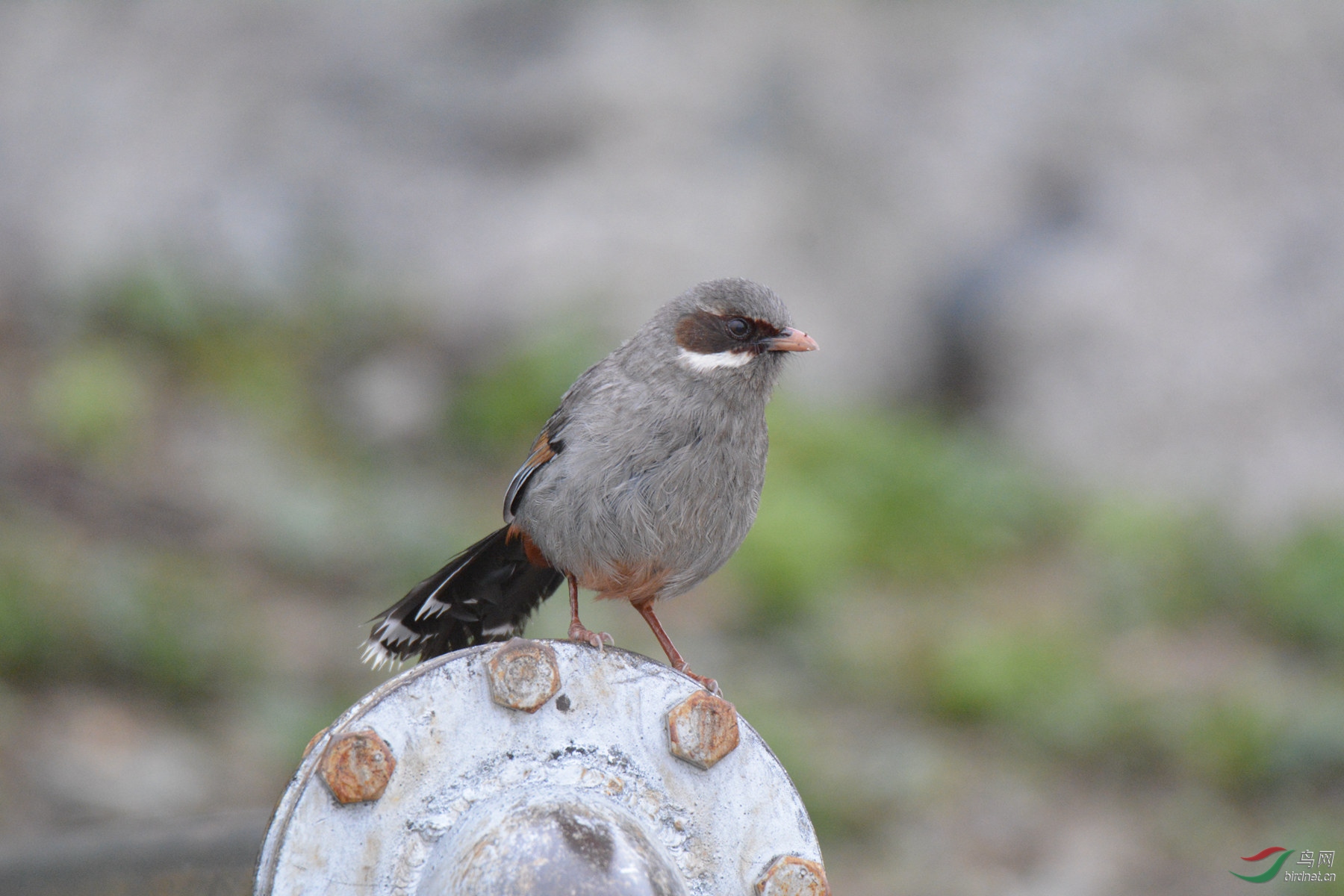 灰腹噪鹛 - 台湾版 taiwan 鸟网