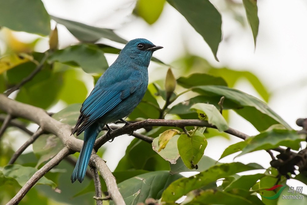 [林鸟] 重庆10月过路鸟--铜蓝鹟