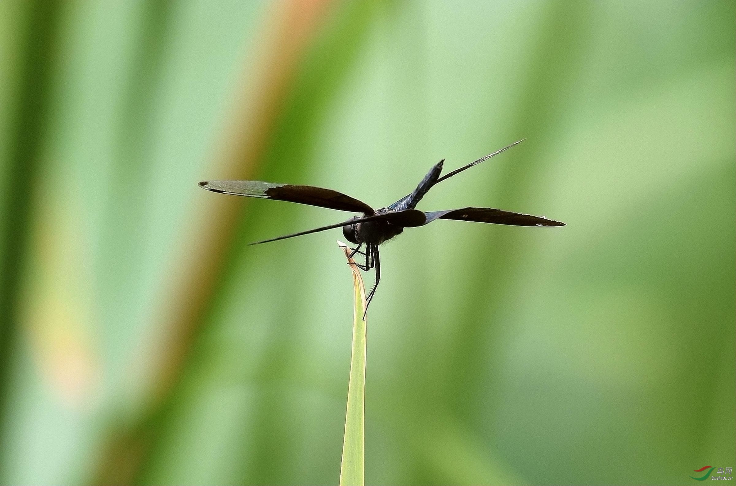 黑蜻蜓