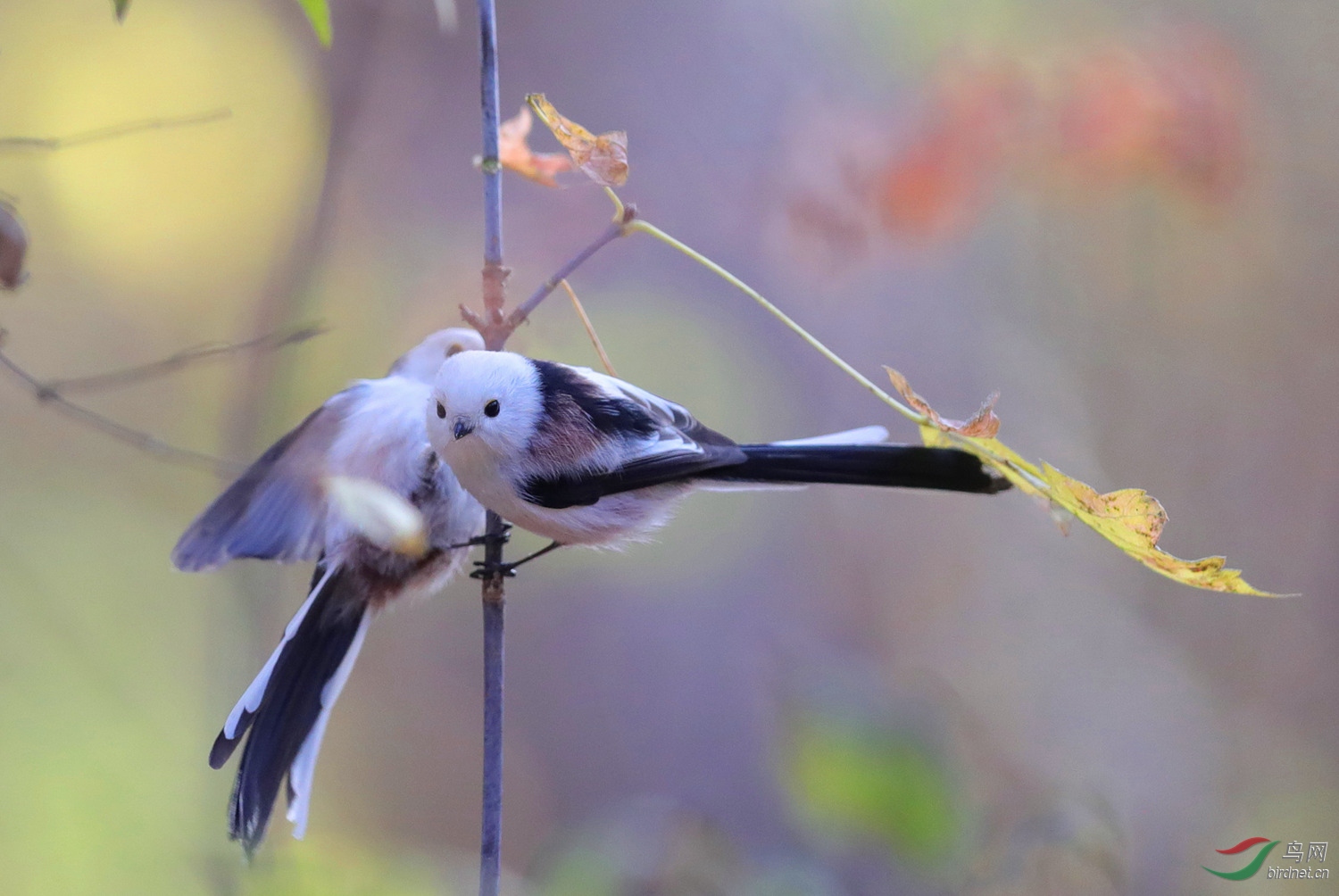 抢镜- 林鸟版 鸟网