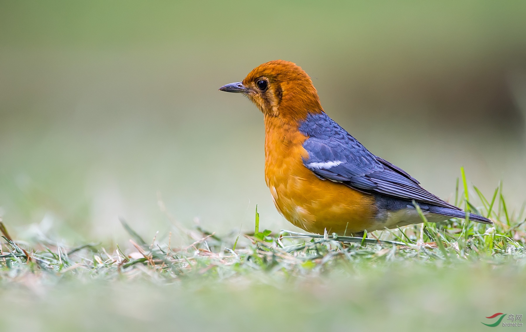 橙头地鸫5