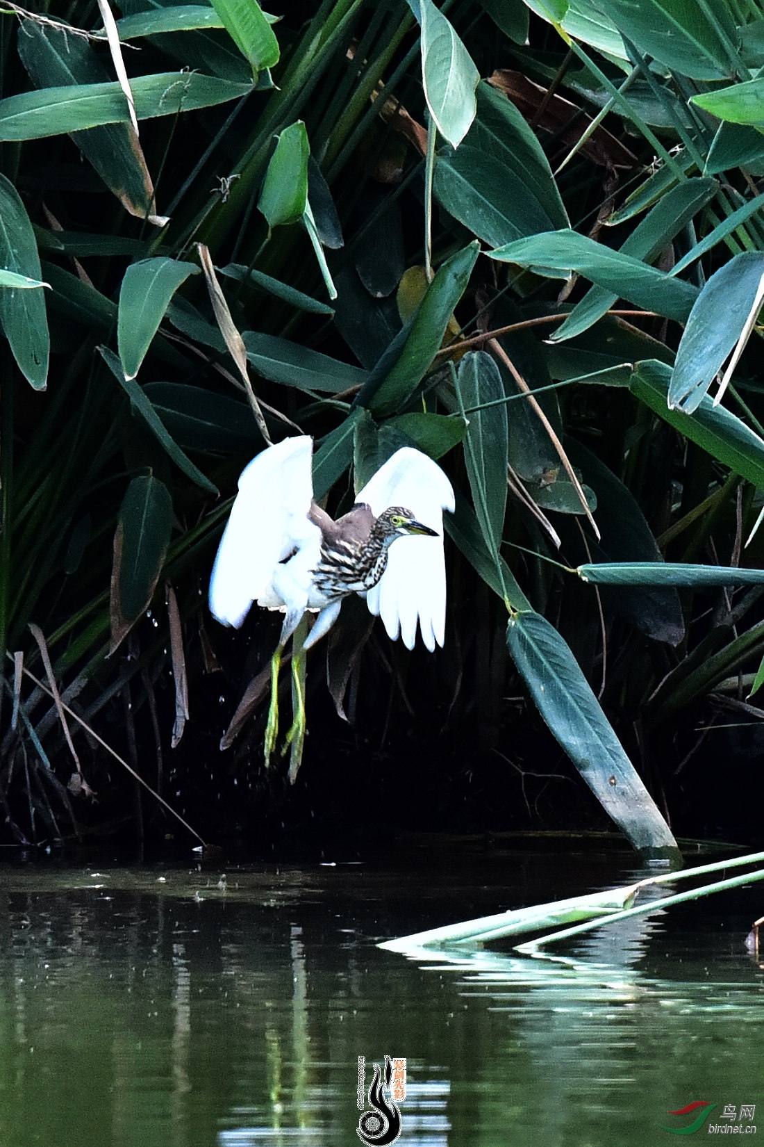 DSC_3113.JPG