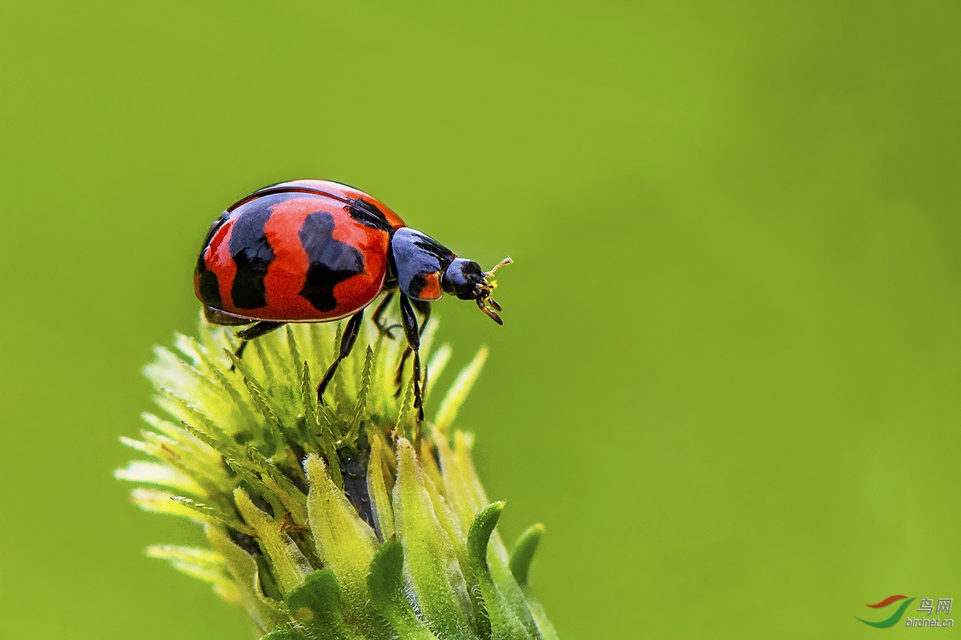 瓢虫——为粤版添砖加瓦