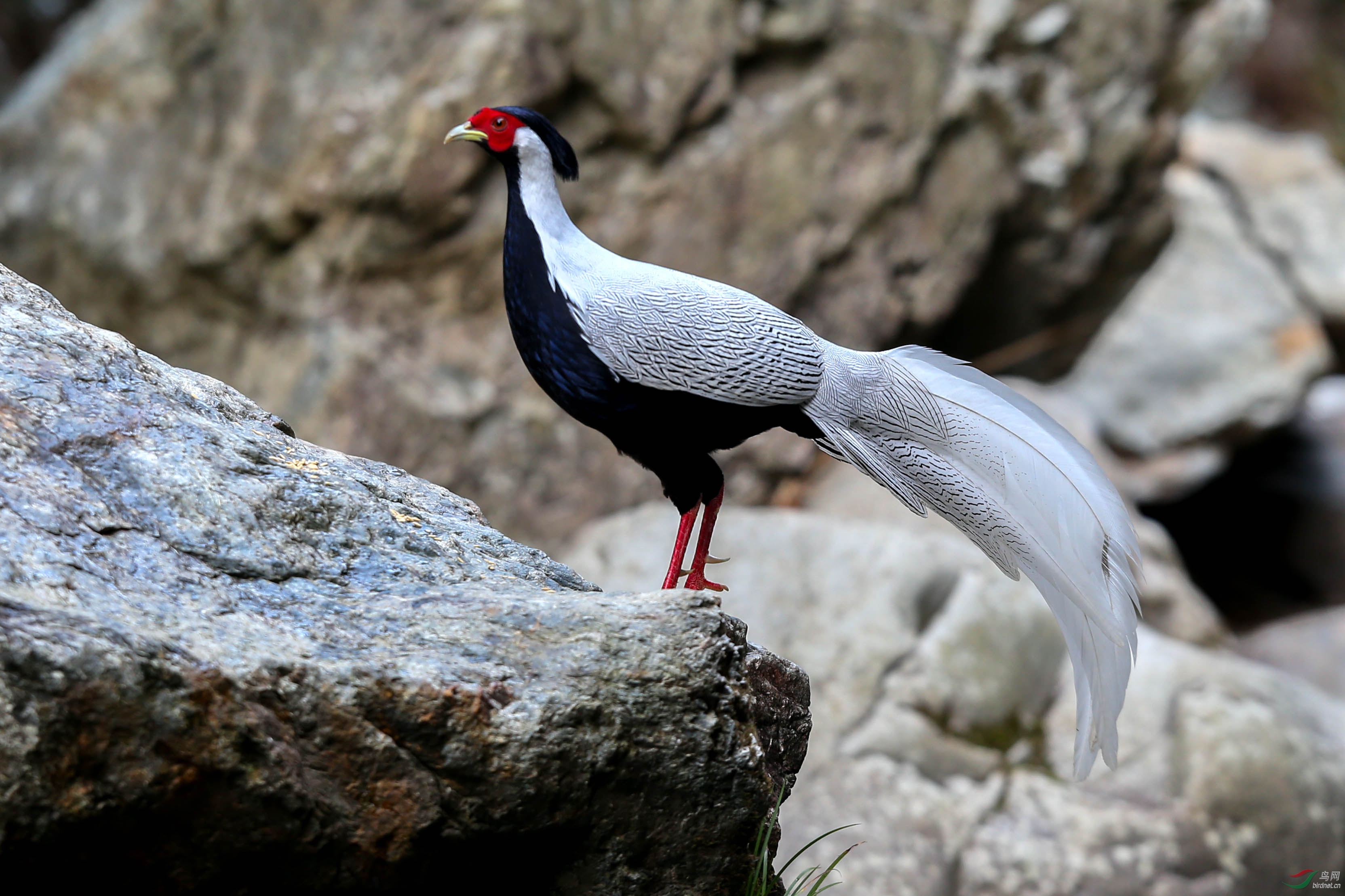 白鷳- 廣西版 guangxi 鳥網