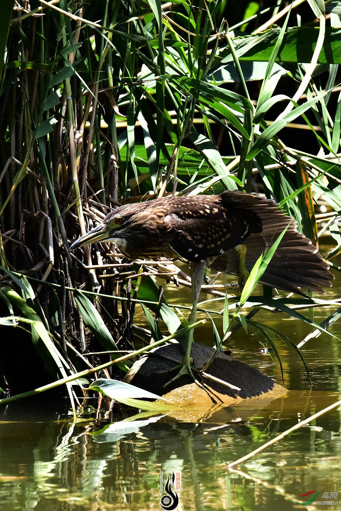 DSC_3131.JPG