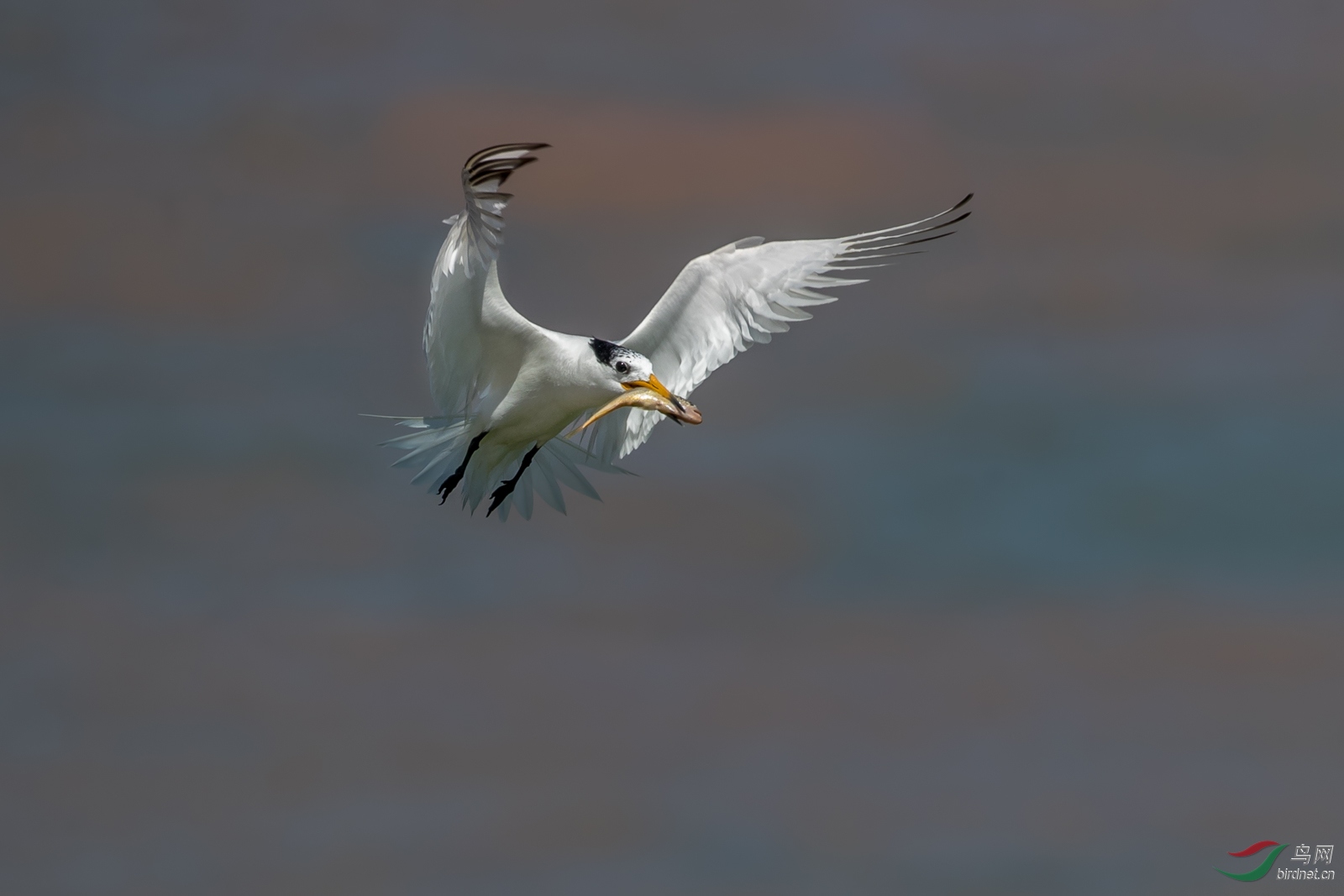 中华凤头燕鸥 - 浙江版 zhejiang 鸟网