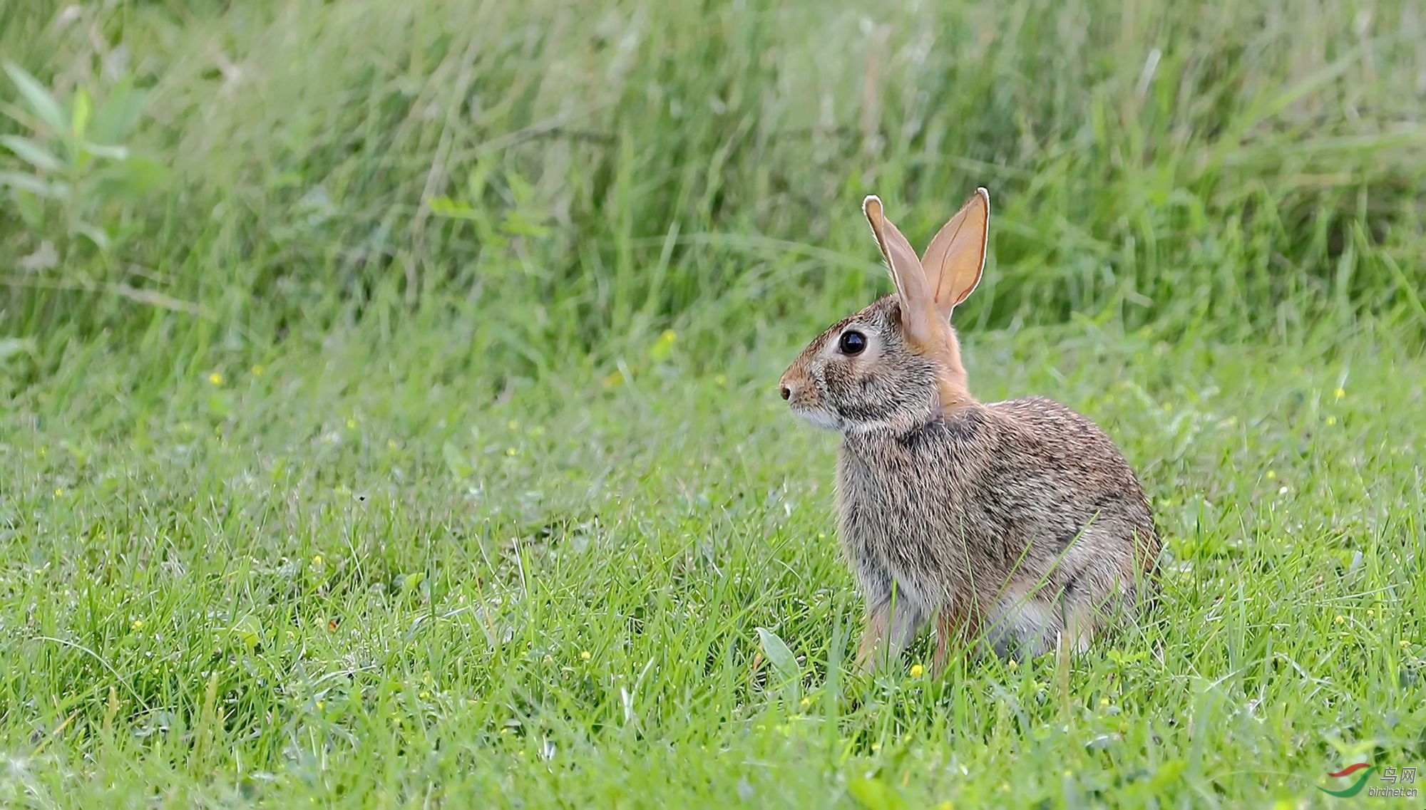 沙漠棉尾兔(加拿大) - 台湾版 taiwan 鸟网