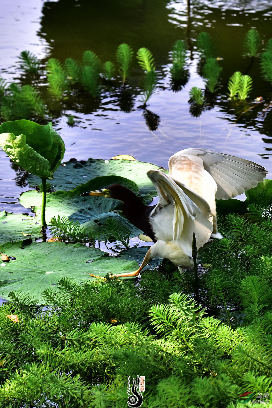 DSC_3339.JPG