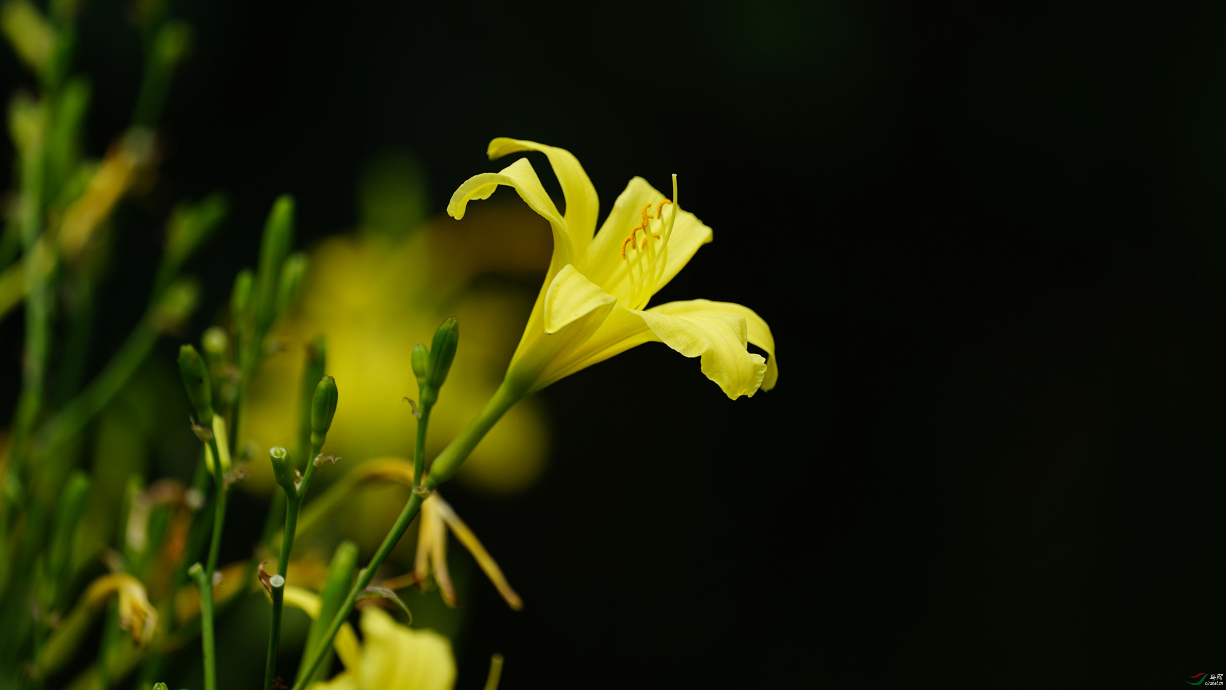 金娃娃萱草 - 植物花卉版 鸟网