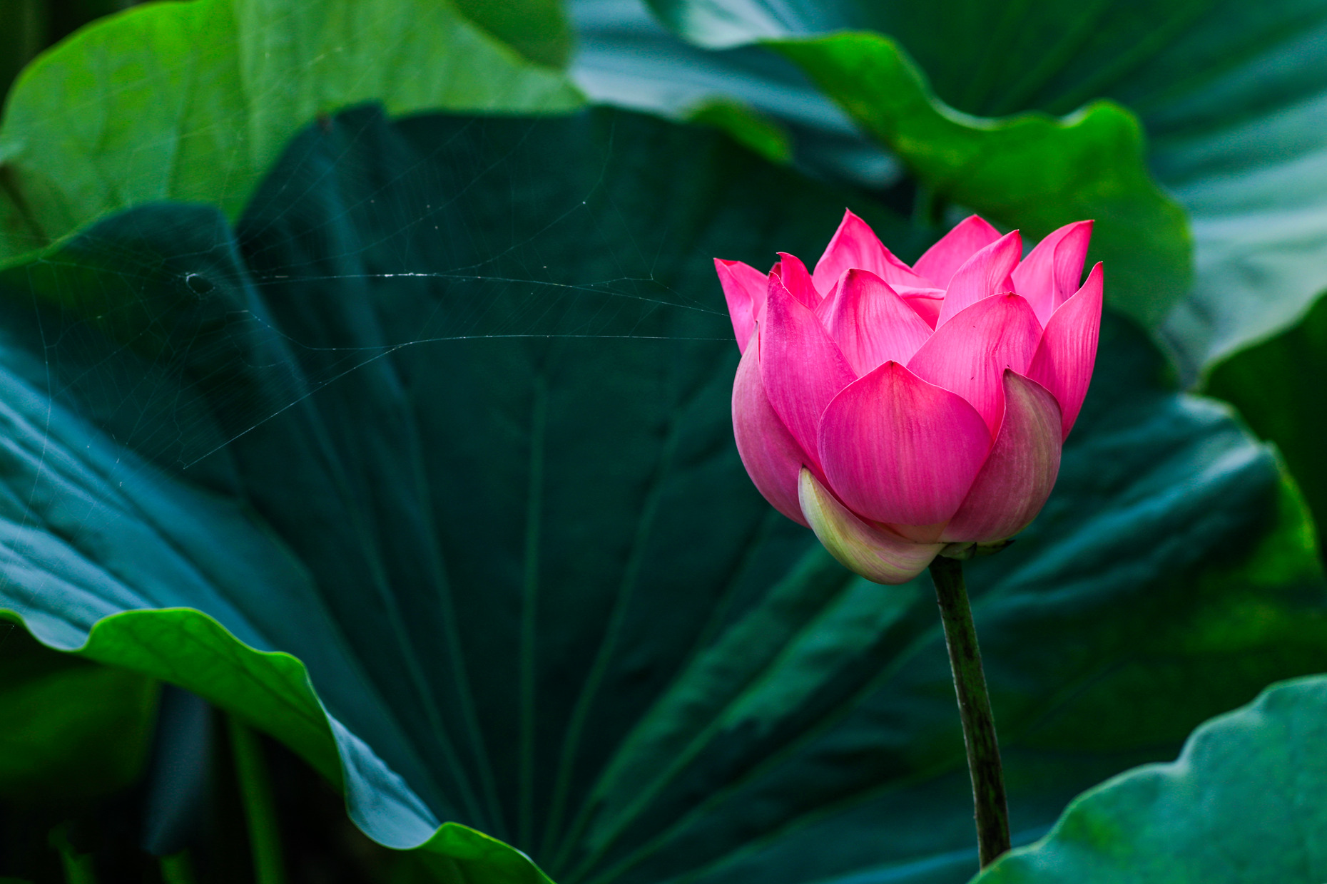 菡萏初绽