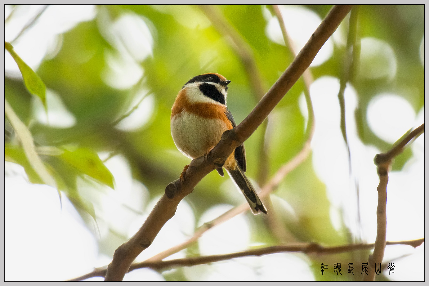 6���в��ж�Ƥ��