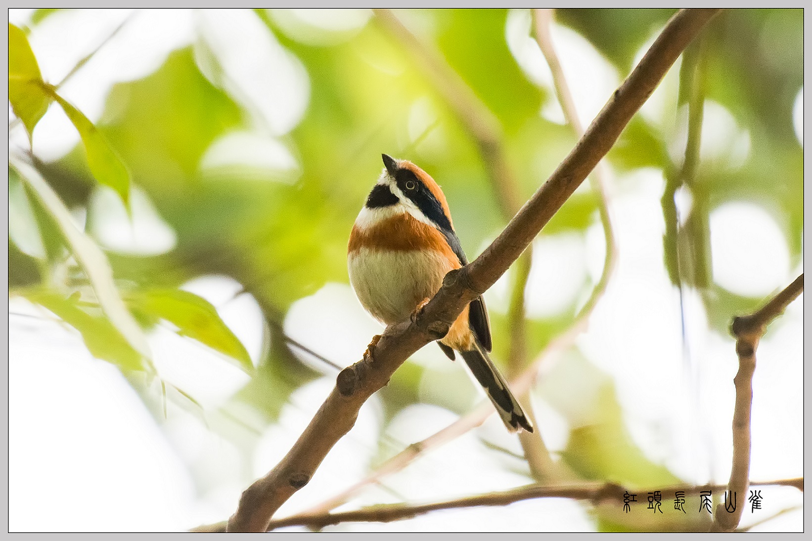 6���в��ж�Ƥ��