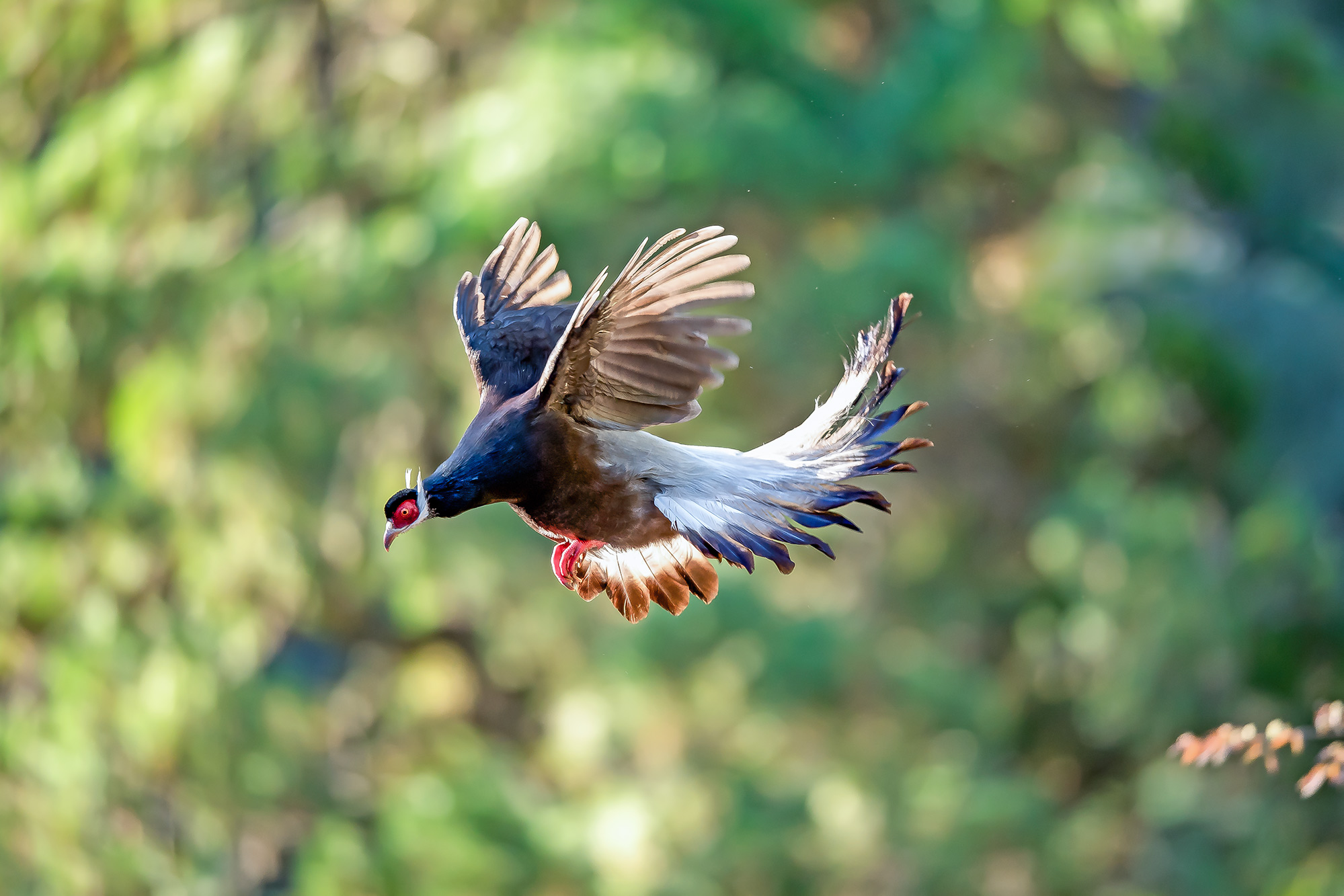 褐马鸡(荣获鸟类每日精华)
