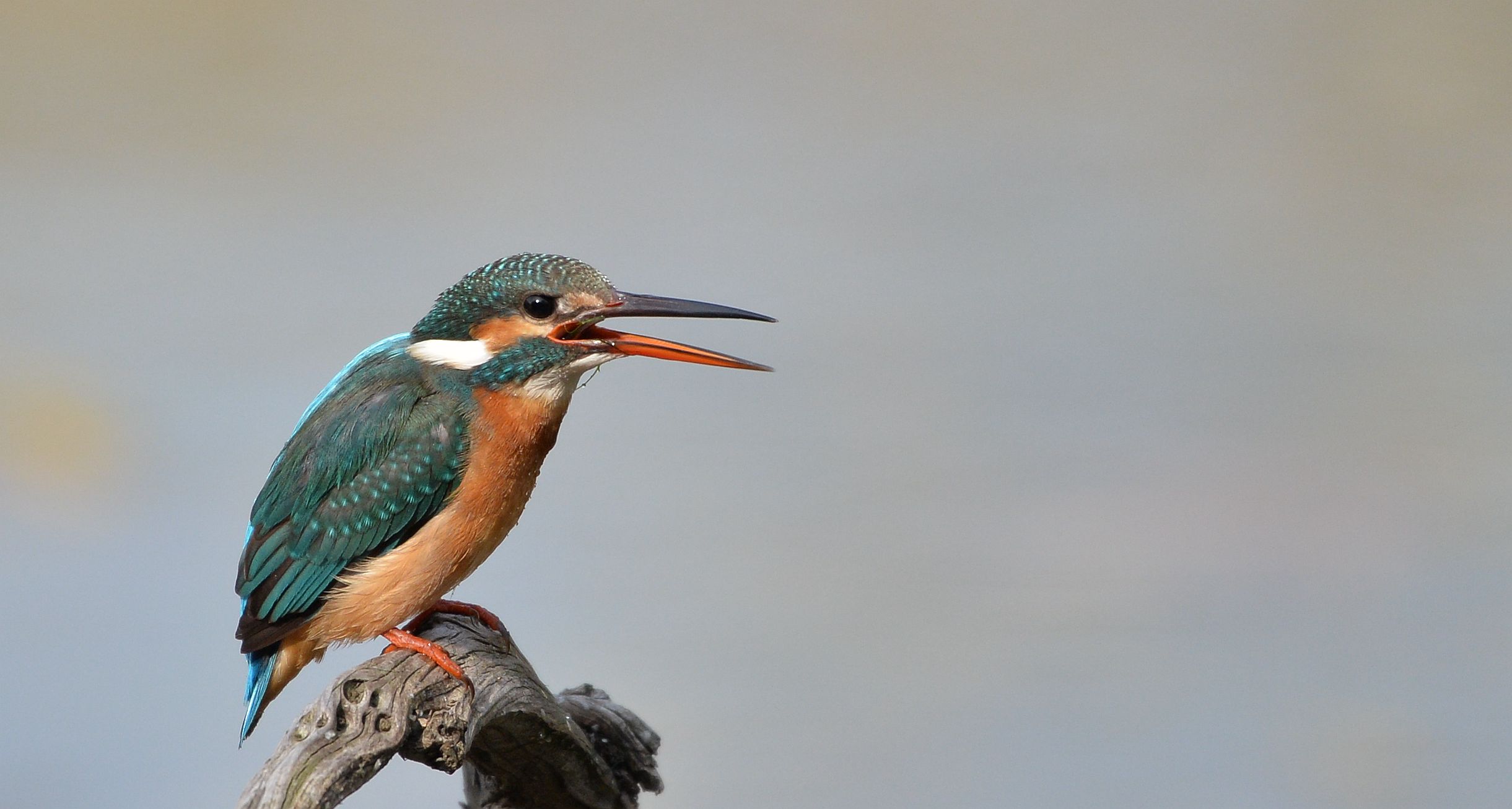热烈祝贺中国鸟网升级改造获得圆满成功
