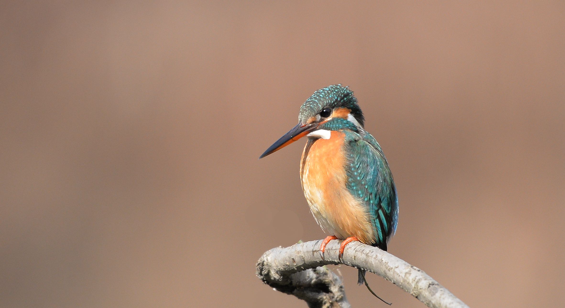 热烈祝贺中国鸟网升级改造