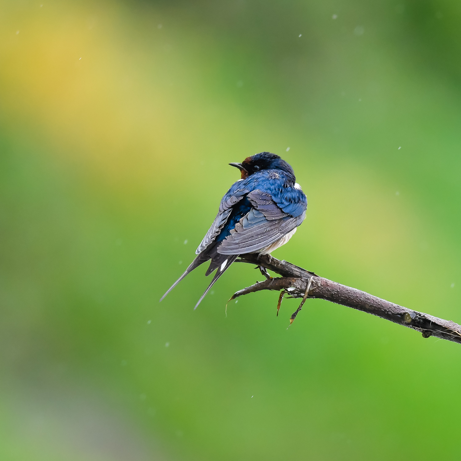 雨燕- 贵州版 guizhou 鸟网