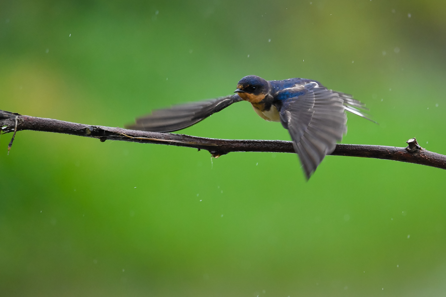 雨燕- 贵州版 guizhou 鸟网
