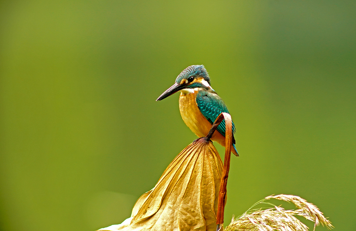 leica徕卡超长焦镜头拍 秋荷小翠