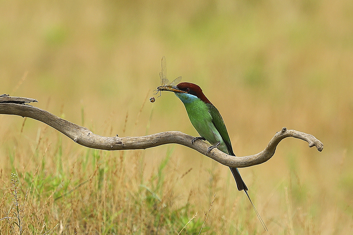 ���� (2).jpg