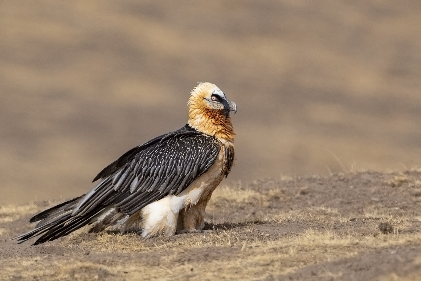 胡兀鹫!!!(祝贺荣获首页精华)