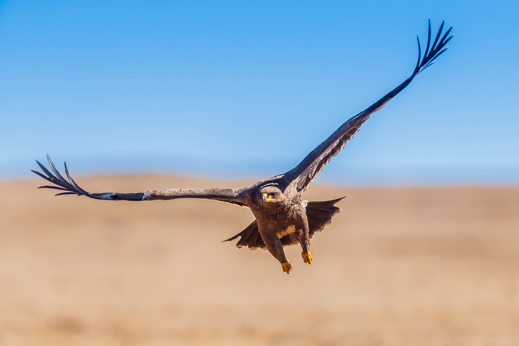 大鹏展翅——祝鸟网升级改造圆满成功