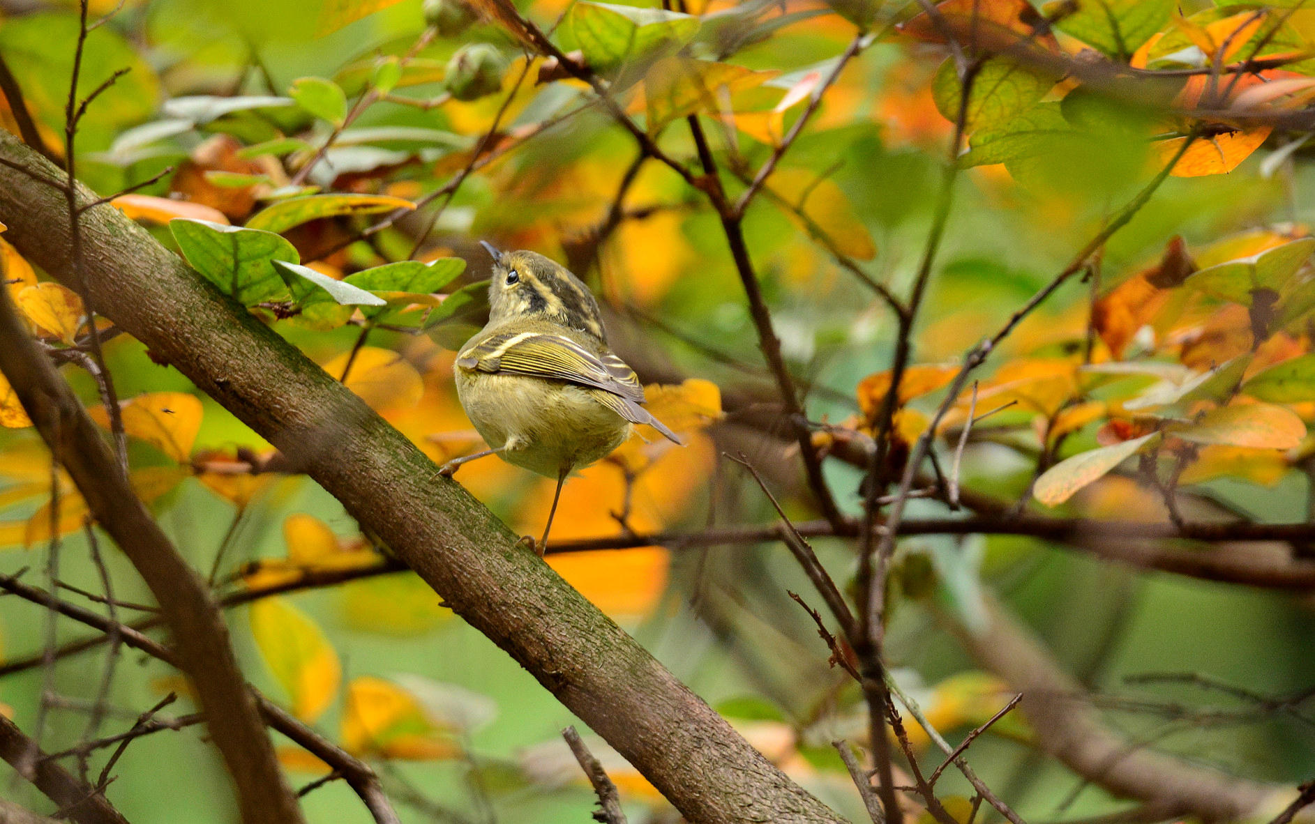 DSC_6503.jpg