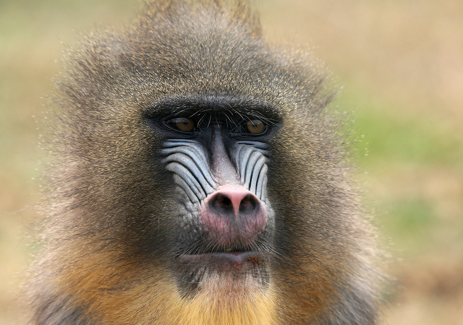 山魈---热烈祝贺鸟网升级改造获得圆满成功!(贺获动物精华)
