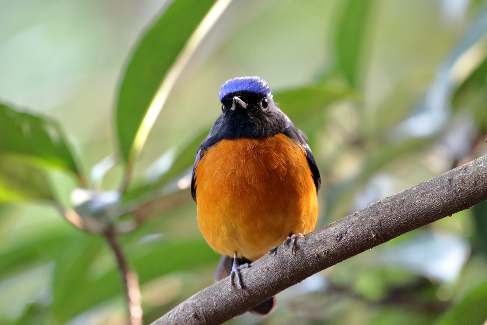 使用长焦机拍鸟的实践与体会(苏敬远)