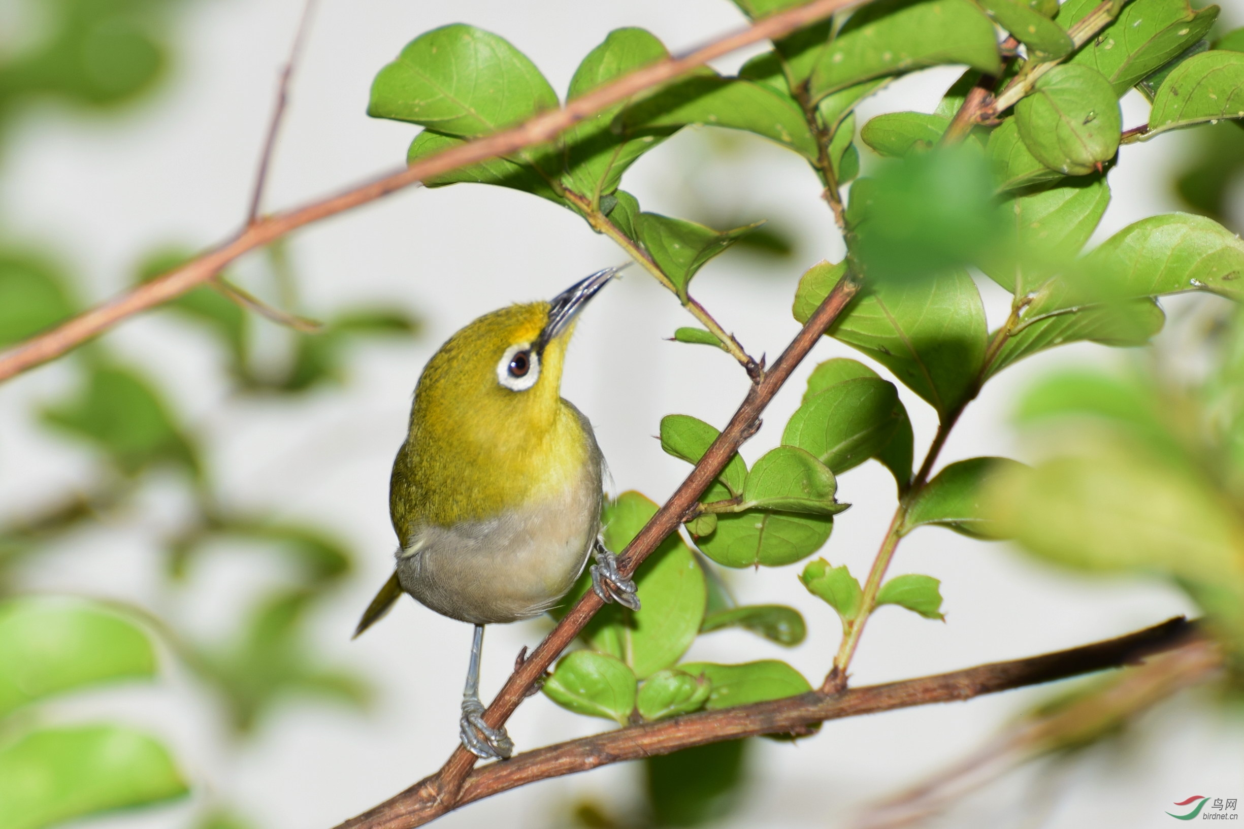 DSC_2522.JPG