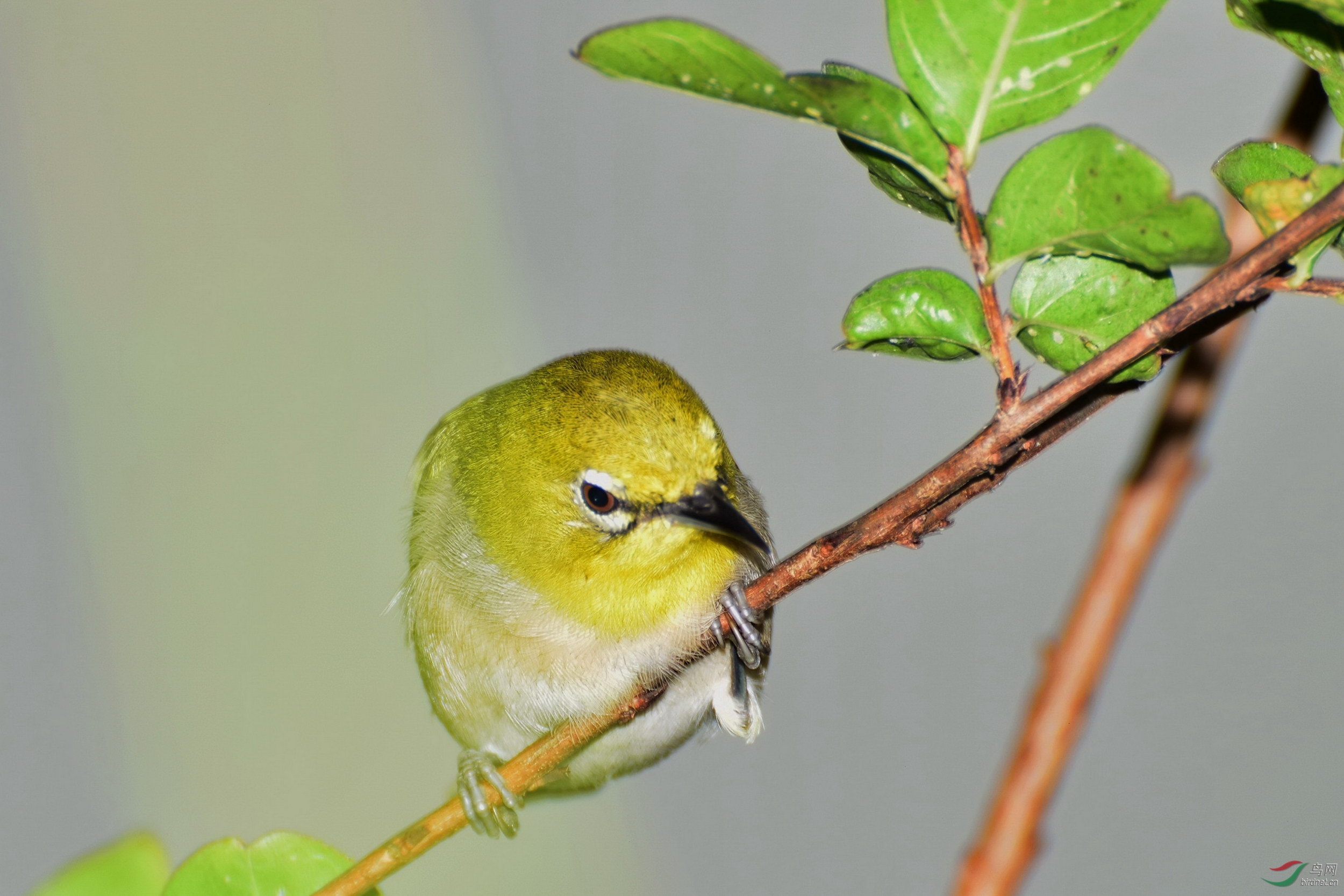DSC_2525-3.JPG