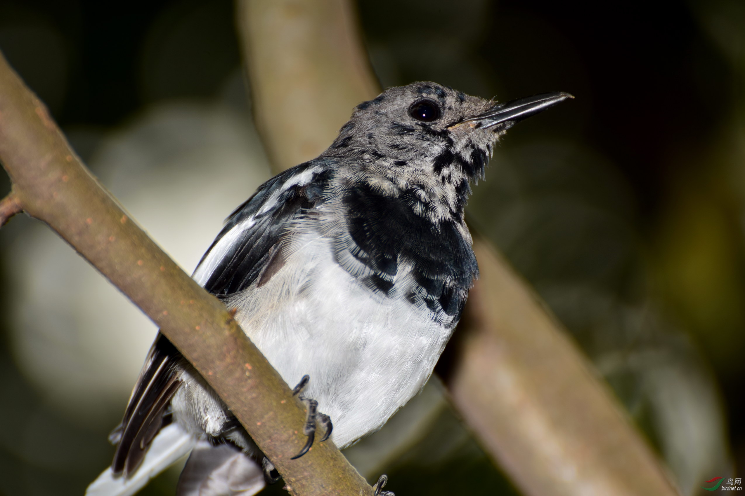 DSC_2577.JPG